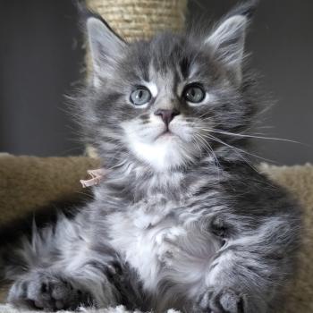 chaton Maine coon blue tabby Chatterie Naïlah's Legend et Tsuki Araiguma's