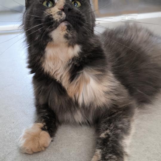 chat Maine coon Akeela Chatterie Naïlah's Legend et Tsuki Araiguma's