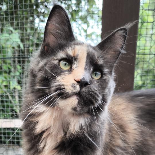 Des Shags de Bussy Akeela Femelle Maine coon