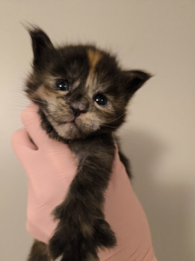 Akemi Ankha of Naïlah's Legend Femelle Maine coon