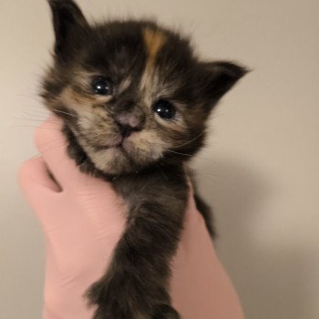 chaton Maine coon black tortie smoke Akemi Ankha Chatterie Naïlah's Legend et Tsuki Araiguma's