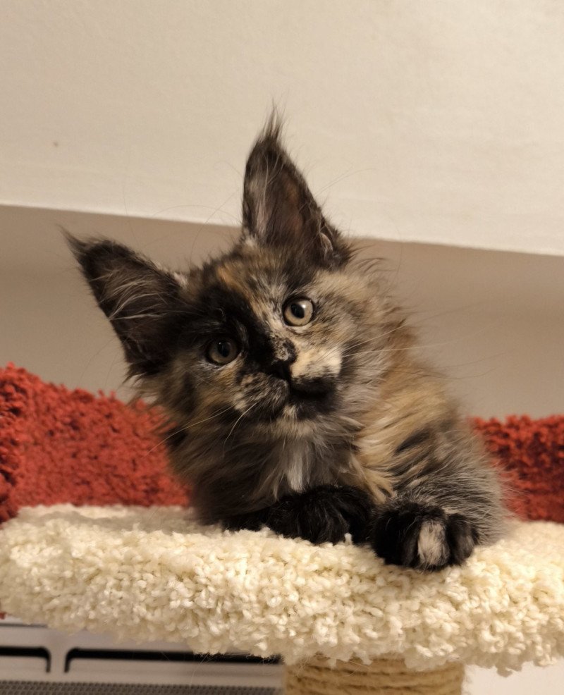 Akemi Ankha of Naïlah's Legend Femelle Maine coon