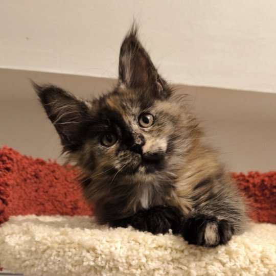 Akemi Ankha of Naïlah's Legend Femelle Maine coon