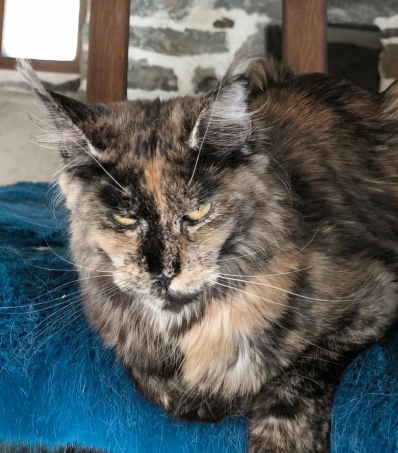 Akemi Ankha of Naïlah's Legend Femelle Maine coon