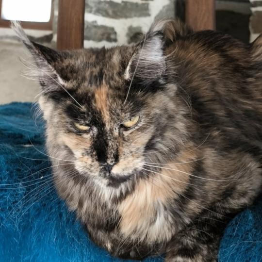 Akemi Ankha of Naïlah's Legend Femelle Maine coon