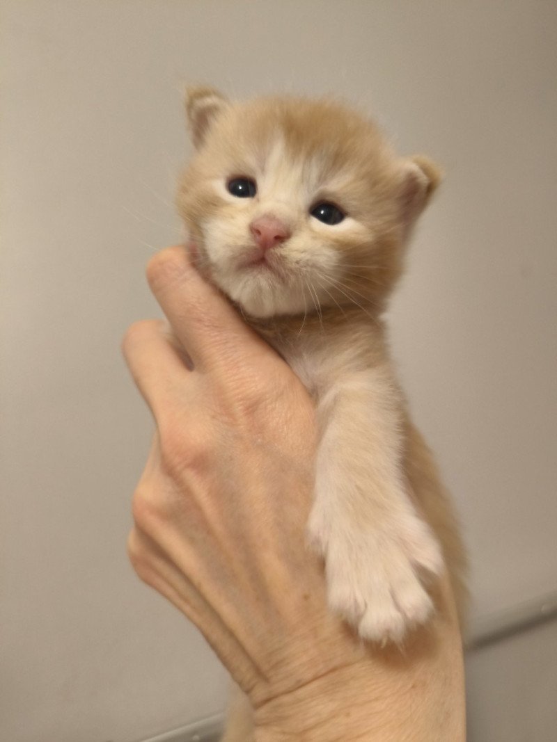 Akio of Naïlah's Legend Mâle Maine coon