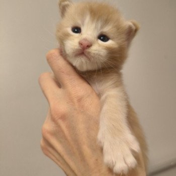 chaton Maine coon cream silver ticked tabby Akio Chatterie Naïlah's Legend et Tsuki Araiguma's