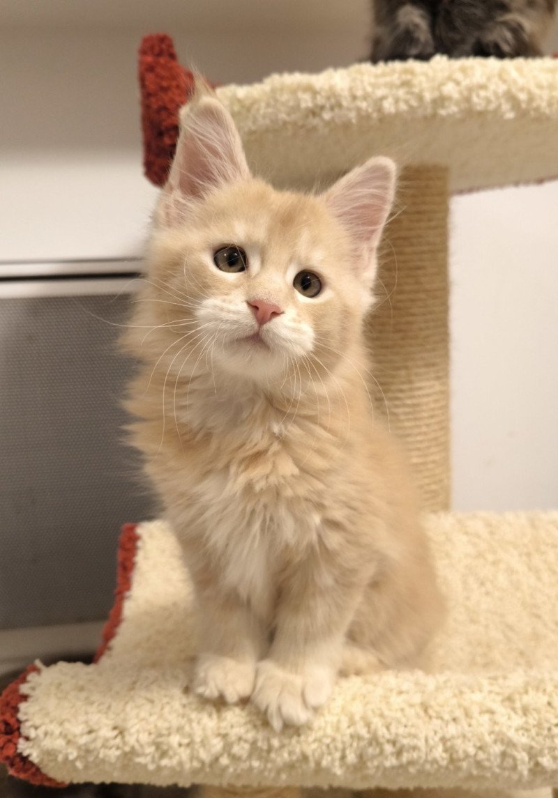 Akio of Naïlah's Legend Mâle Maine coon