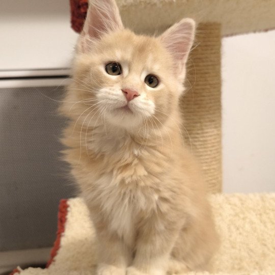 Akio of Naïlah's Legend Mâle Maine coon