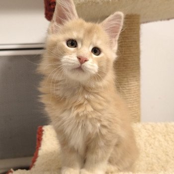 chaton Maine coon cream silver ticked tabby Akio Chatterie Naïlah's Legend et Tsuki Araiguma's