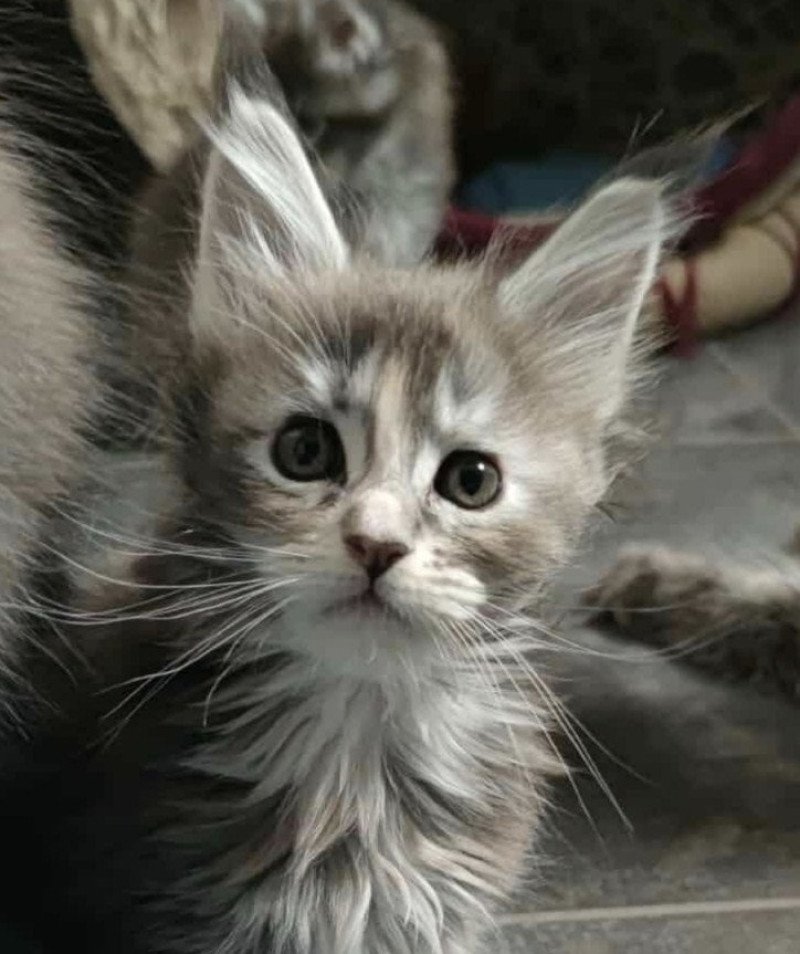 Alda of Naïlah's Legend Femelle Maine coon