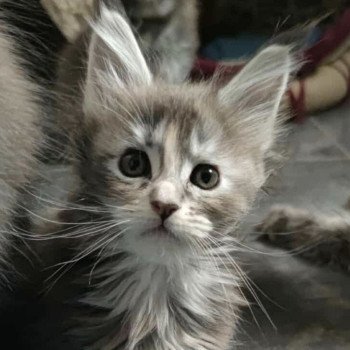 chaton Maine coon blue tortie ticked tabby Alda Chatterie Naïlah's Legend et Tsuki Araiguma's chaton Maine coon blue tortie ticked tabby Alda Chatterie Naïlah's Legend et Tsuki Araiguma's