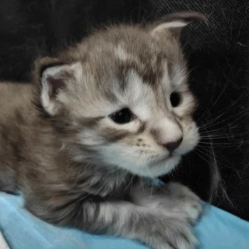 chaton Maine coon blue tortie ticked tabby Arda Chatterie Naïlah's Legend et Tsuki Araiguma's