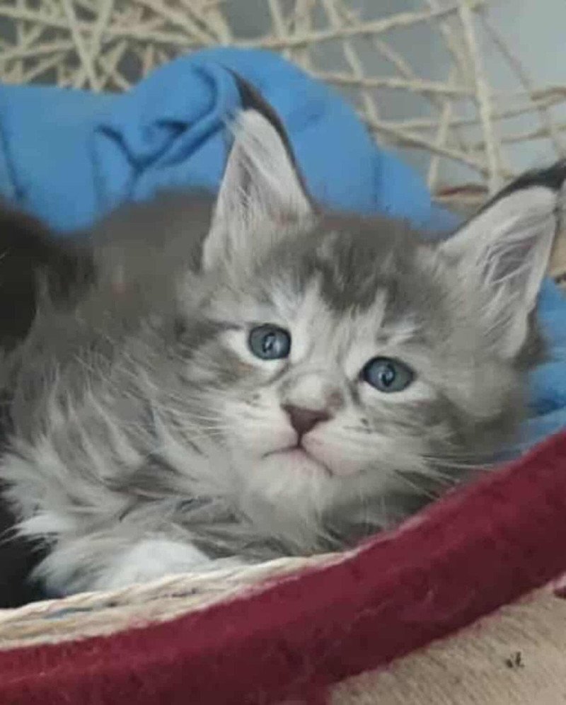 Arda of Naïlah's Legend Femelle Maine coon