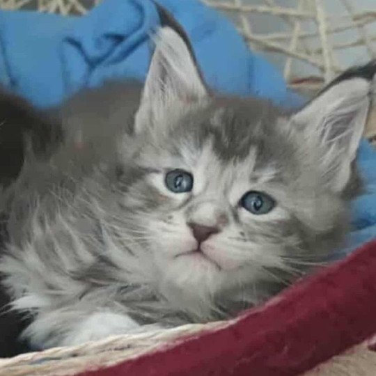 chaton Maine coon blue tortie ticked tabby Arda Chatterie Naïlah's Legend et Tsuki Araiguma's
