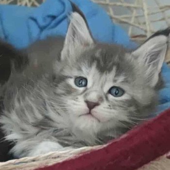 chaton Maine coon blue tortie ticked tabby Arda Chatterie Naïlah's Legend et Tsuki Araiguma's chaton Maine coon blue tortie ticked tabby Arda Chatterie Naïlah's Legend et Tsuki Araiguma's