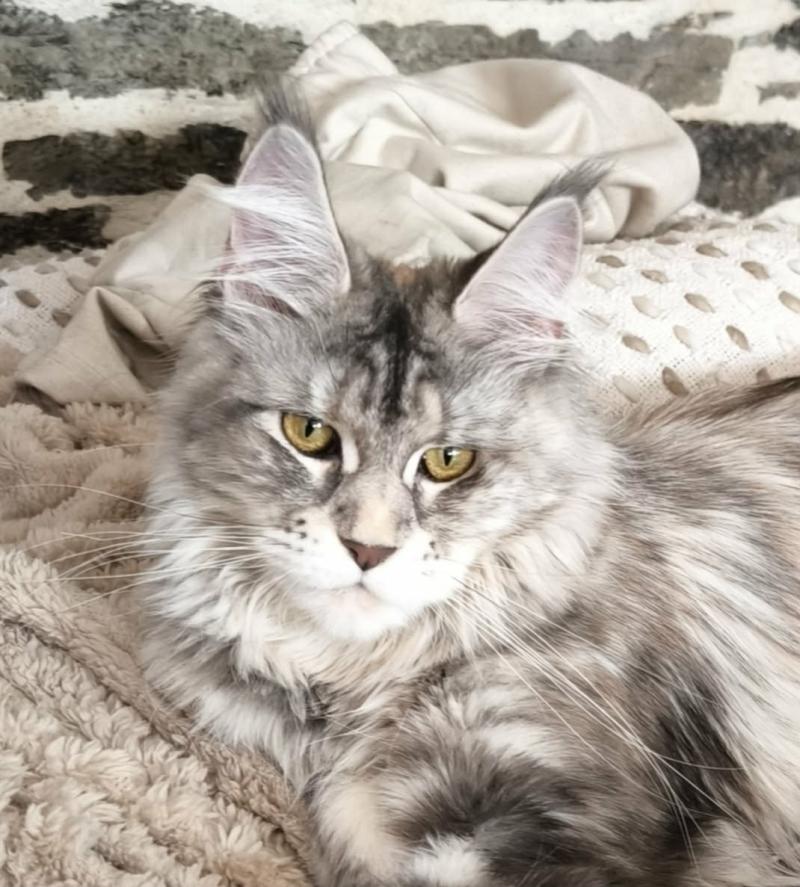 Arda of Naïlah's Legend Femelle Maine coon