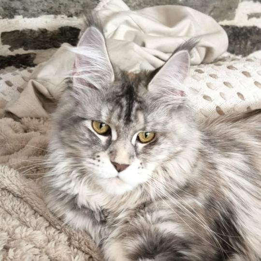 Arda of Naïlah's Legend Femelle Maine coon