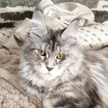chat Maine coon blue tortie blotched tabby Arda Chatterie Naïlah's Legend et Tsuki Araiguma's