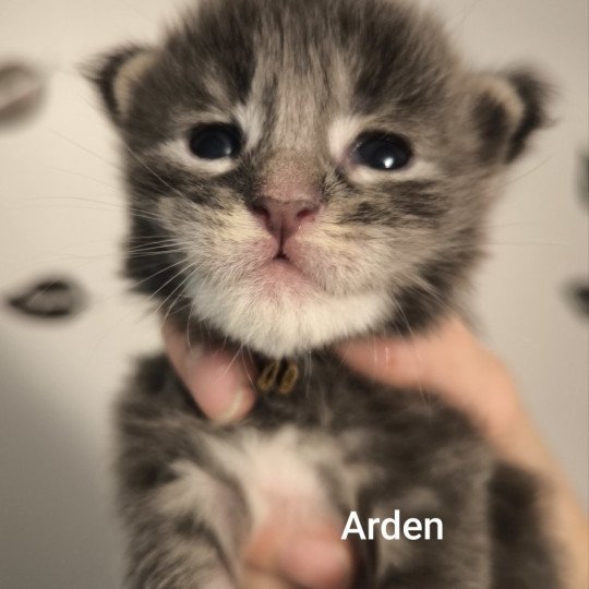 chaton Maine coon blue ticked tabby Arden Chatterie Naïlah's Legend et Tsuki Araiguma's