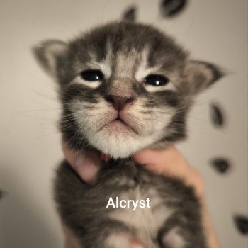 chaton Maine coon blue ticked tabby Arden Chatterie Naïlah's Legend et Tsuki Araiguma's chaton Maine coon blue ticked tabby Arden Chatterie Naïlah's Legend et Tsuki Araiguma's