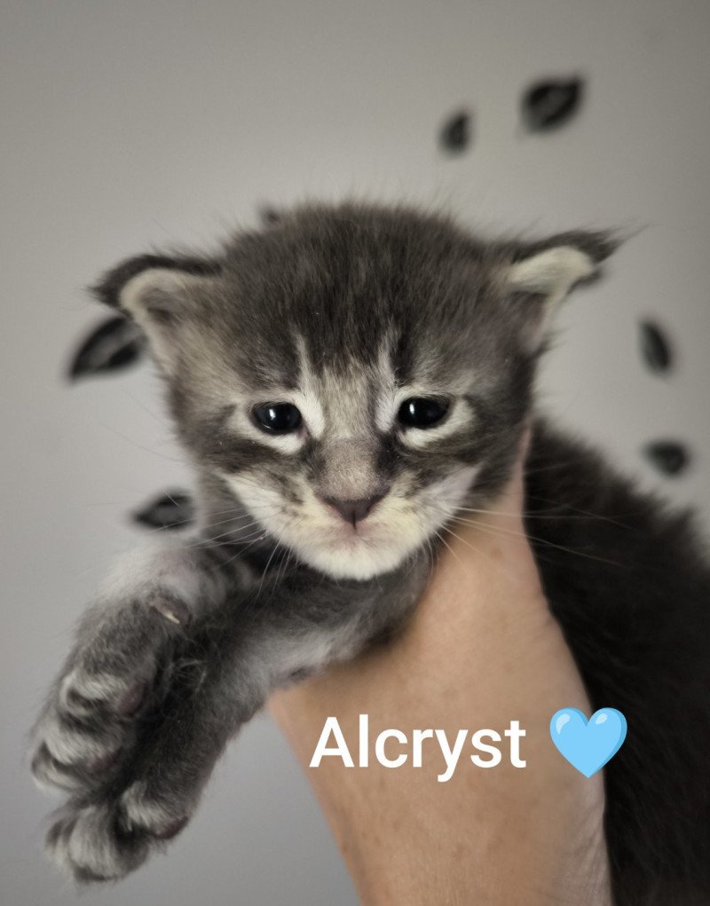 Alcryst of Naïlah's Legend Mâle Maine coon