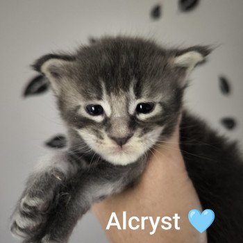 chaton Maine coon blue ticked tabby Alcryst Chatterie Naïlah's Legend et Tsuki Araiguma's chaton Maine coon blue ticked tabby Alcryst Chatterie Naïlah's Legend et Tsuki Araiguma's