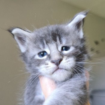 chaton Maine coon blue ticked tabby Alcryst Chatterie Naïlah's Legend et Tsuki Araiguma's chaton Maine coon blue ticked tabby Alcryst Chatterie Naïlah's Legend et Tsuki Araiguma's