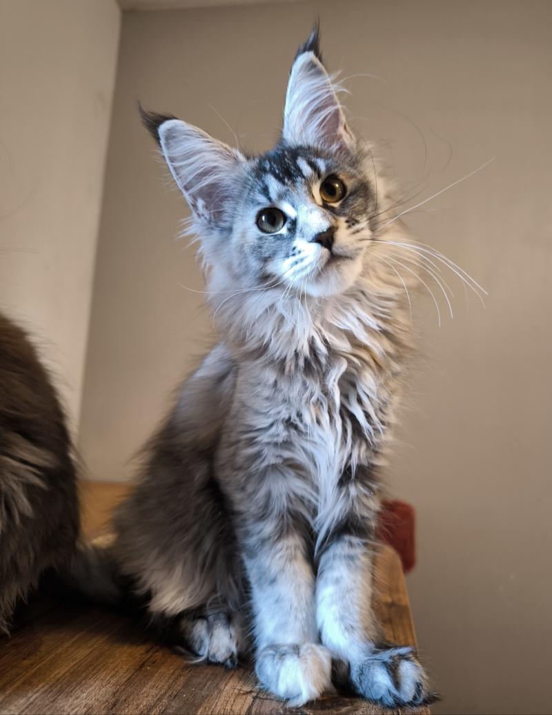 Ayana of Naïlah's Legend Femelle Maine coon