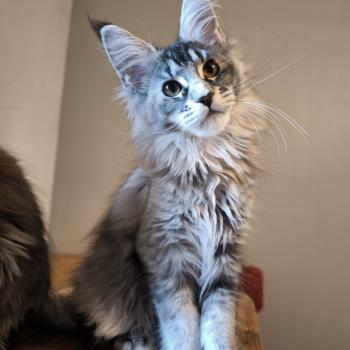 chaton Maine coon black tortie silver ticked tabby Ayana Chatterie Naïlah's Legend et Tsuki Araiguma's