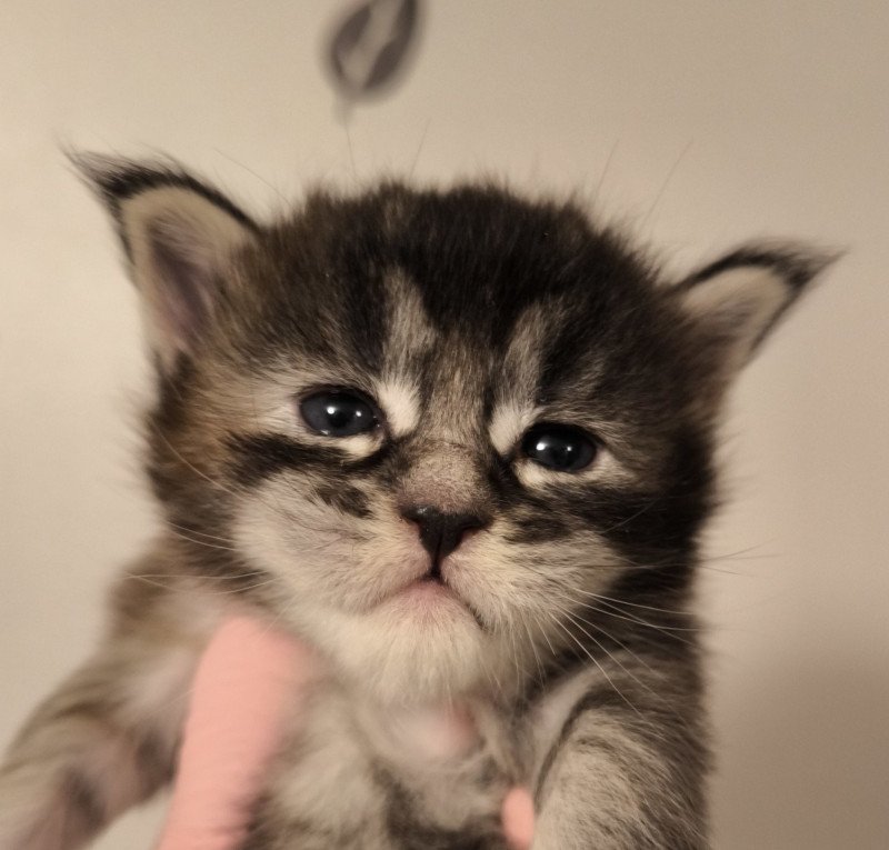 Ayana of Naïlah's Legend Femelle Maine coon