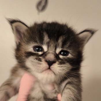 chaton Maine coon black tortie silver tabby Ayana Chatterie Naïlah's Legend et Tsuki Araiguma's