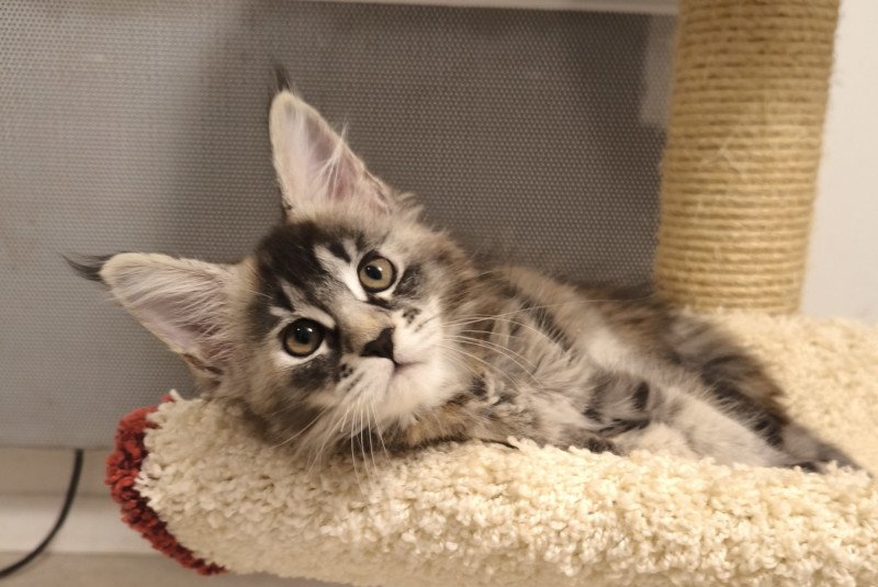 Ayana of Naïlah's Legend Femelle Maine coon