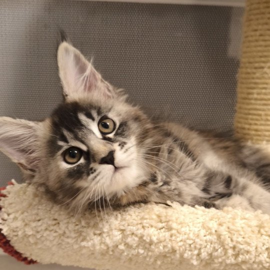 Ayana of Naïlah's Legend Femelle Maine coon