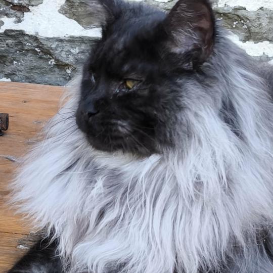chat Maine coon black smoke Azazel Chatterie Naïlah's Legend et Tsuki Araiguma's