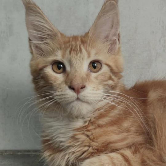 chat Maine coon Baléorus Chatterie Naïlah's Legend et Tsuki Araiguma's