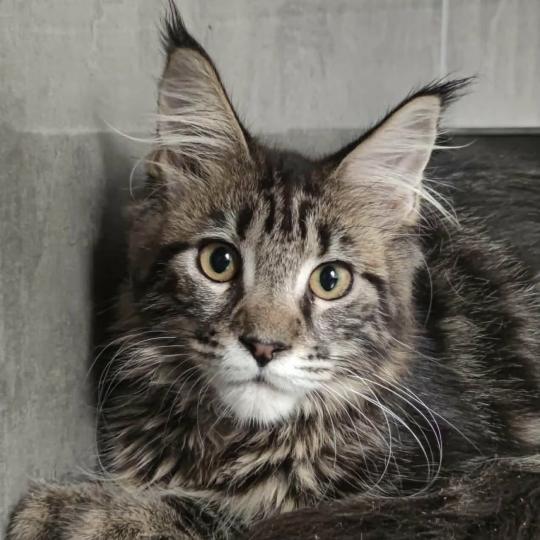 chat Maine coon Baléorus Chatterie Naïlah's Legend et Tsuki Araiguma's