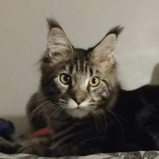 Baléorus Mâle Maine coon
