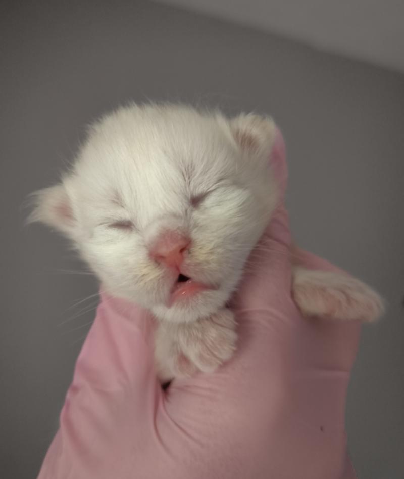 Bérice of Naïlah's Legend Mâle Maine coon