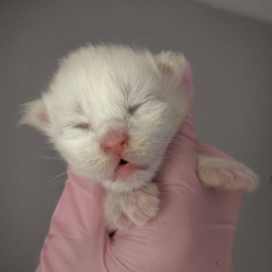 chaton Maine coon cream smoke Bérice Chatterie Naïlah's Legend et Tsuki Araiguma's
