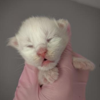 chaton Maine coon cream smoke Bérice Chatterie Naïlah's Legend et Tsuki Araiguma's