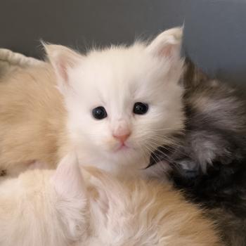 chaton Maine coon cream smoke Bérice Chatterie Naïlah's Legend et Tsuki Araiguma's