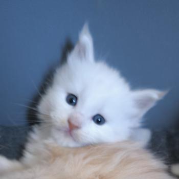 chaton Maine coon cream smoke Bérice Chatterie Naïlah's Legend et Tsuki Araiguma's