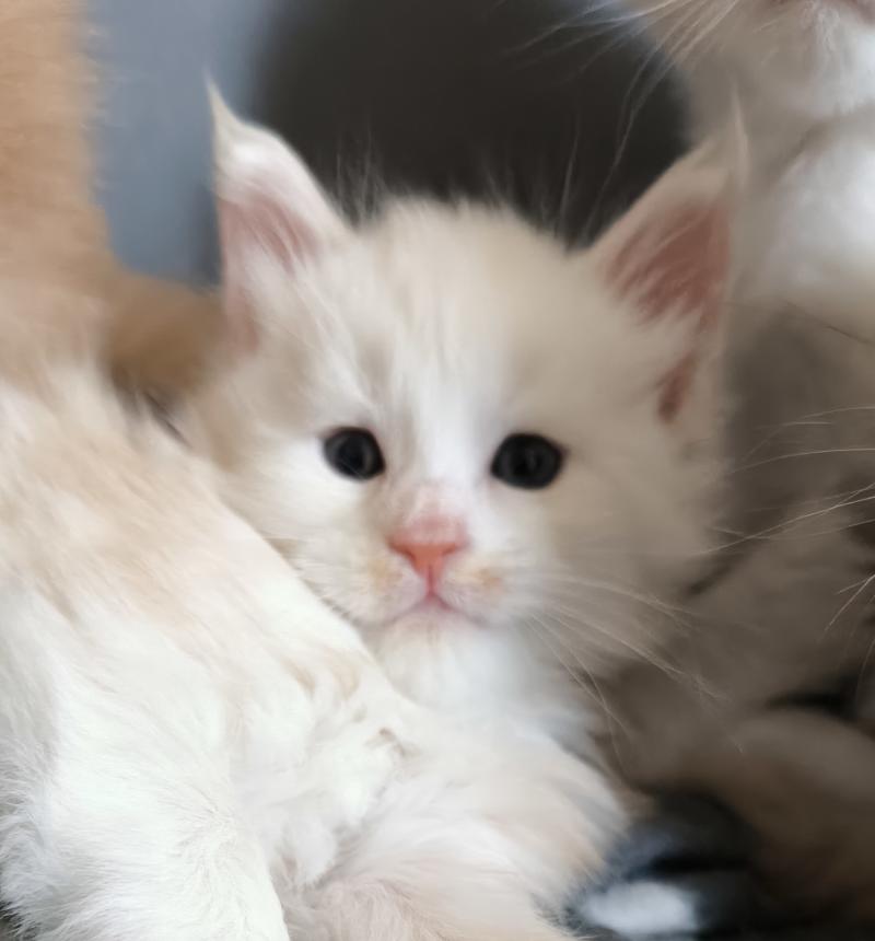 Bérice of Naïlah's Legend Mâle Maine coon