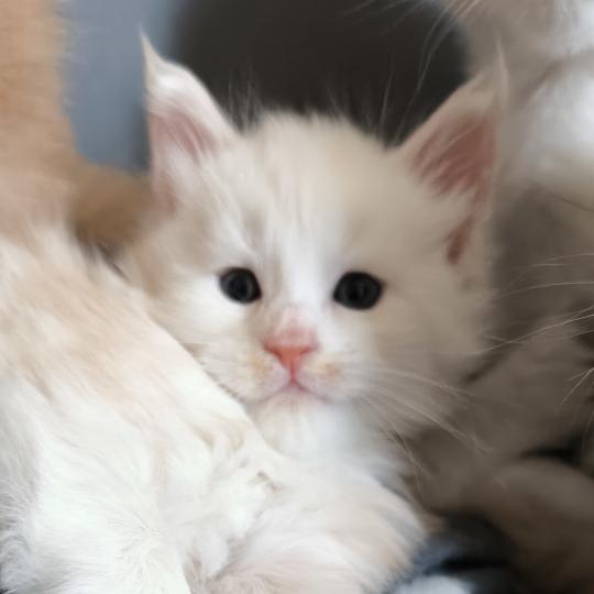Bérice of Naïlah's Legend Mâle Maine coon