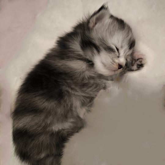 chaton Maine coon black tortie silver ticked tabby Beterah-Brienn Chatterie Naïlah's Legend et Tsuki Araiguma's