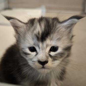 chaton Maine coon black tortie silver ticked tabby Beterah-Brienn Chatterie Naïlah's Legend et Tsuki Araiguma's