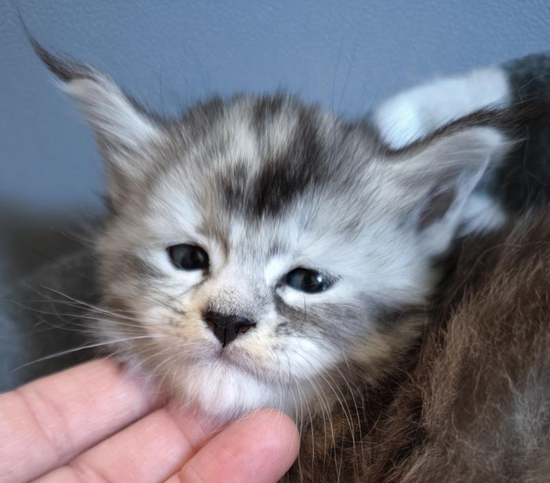 Beterah-Brienn of Naïlah's Legend Femelle Maine coon