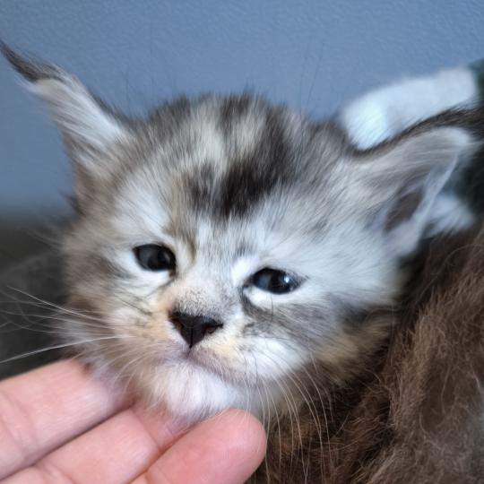Beterah-Brienn of Naïlah's Legend Femelle Maine coon