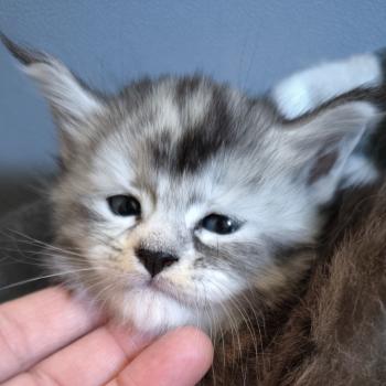 chaton Maine coon black tortie silver ticked tabby Beterah-Brienn Chatterie Naïlah's Legend et Tsuki Araiguma's